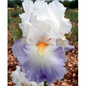 Iris 'Rebecca Perret'