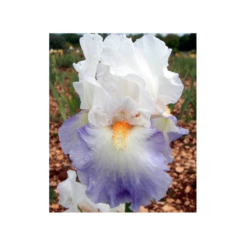 Iris 'Rebecca Perret'