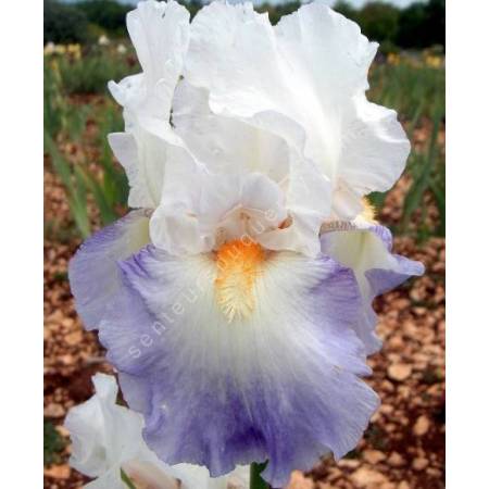 Iris 'Rebecca Perret'