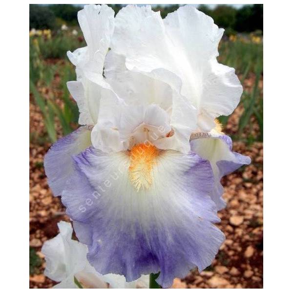 Iris 'Rebecca Perret' Iris 'Rebecca Perret'