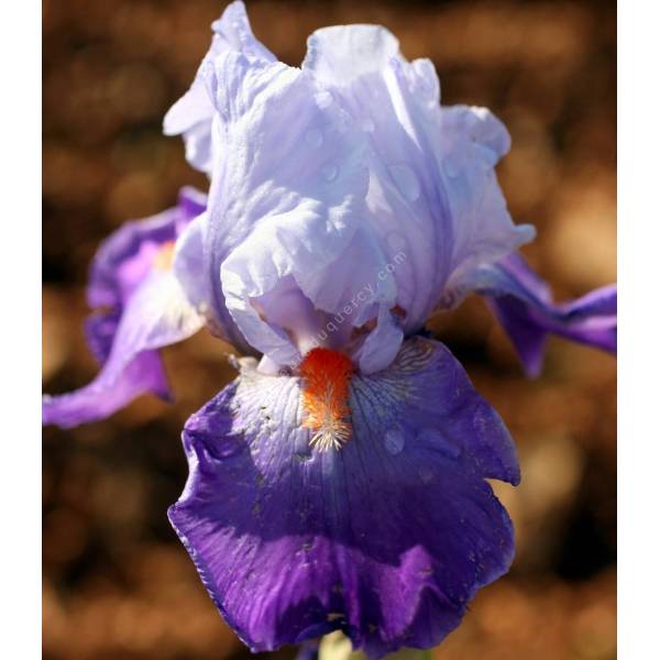Iris 'Révolution' Iris 'Révolution'