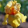 Iris 'Marcel Turbat'