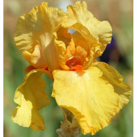 Iris 'Marcel Turbat'