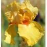 Iris 'Marcel Turbat'