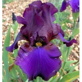 Iris 'Pagan'