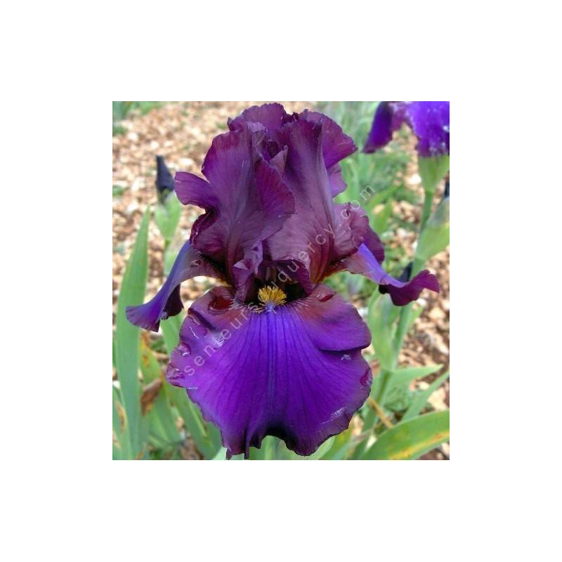 Iris 'Pagan'