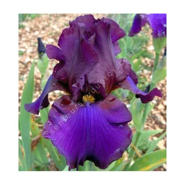 Iris 'Pagan'