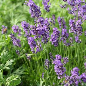 Lavandula angustifolia 'Bateau Bleu' - Vraie Lavande