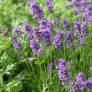 Lavandula angustifolia 'Bateau Bleu' - Vraie Lavande