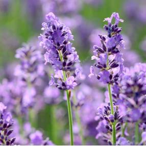 Lavandula angustifolia 'Essence Purple', Vraie Lavande