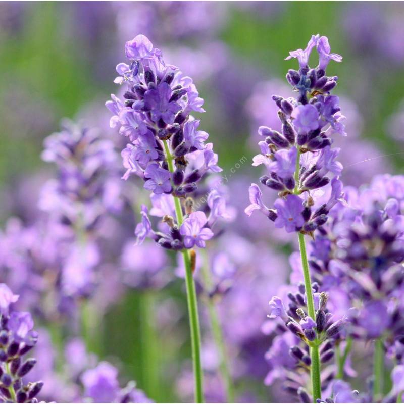 Lavande vraie – Lavendula Angustifolia – Le jardin d'équilibre