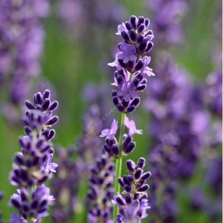 Lavandula angustifolia 'Havanna' ® , Vraie Lavande