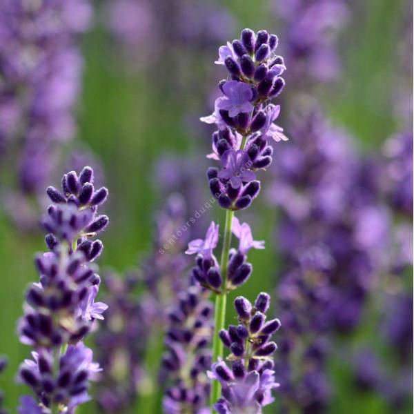 Lavandula angustifolia 'Havanna' ® , Vraie Lavande