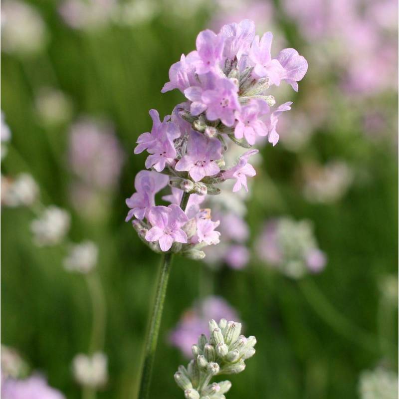 Lavandula angustifolia 'Little Lottie' - Vraie Lavande naine rose