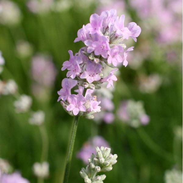 Lavandula angustifolia 'Little Lottie' - Vraie Lavande naine rose