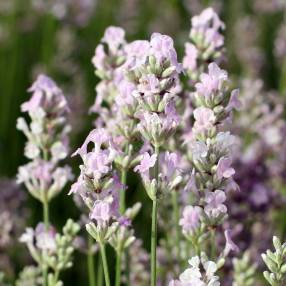 Lavandula angustifolia 'Miss Katherine' - Vraie Lavande