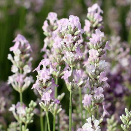 Lavandula angustifolia 'Miss Katherine' - Vraie Lavande