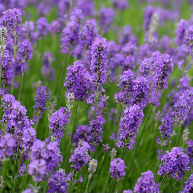 Lavande Angustifolia Munstead à fleurs violettes. Le pot de 3 litres :  Lavandes BOTANIC jardin - botanic®