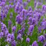 Lavandula angustifolia 'Lavenite Petite' ® - Vraie Lavande