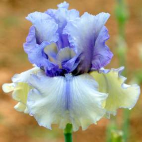 Iris 'Ciels d’Étés'