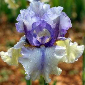 Iris 'Ciels d’Étés'