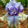Iris 'Ciels d’Étés'
