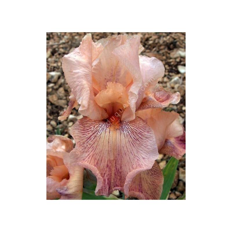 Iris 'Crowd Pleaser'