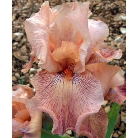 Iris 'Crowd Pleaser'