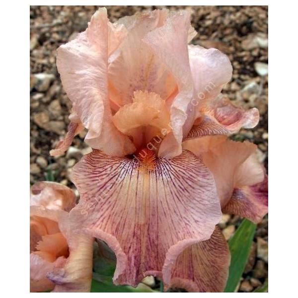 Iris 'Crowd Pleaser'