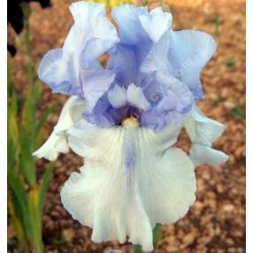 Iris 'Eagle Control'