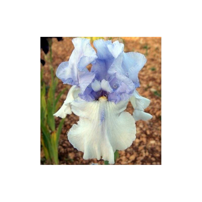 Iris 'Eagle Control'