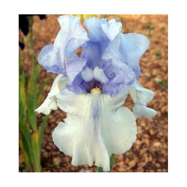 Iris 'Eagle Control'