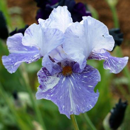 Iris 'Gnu'