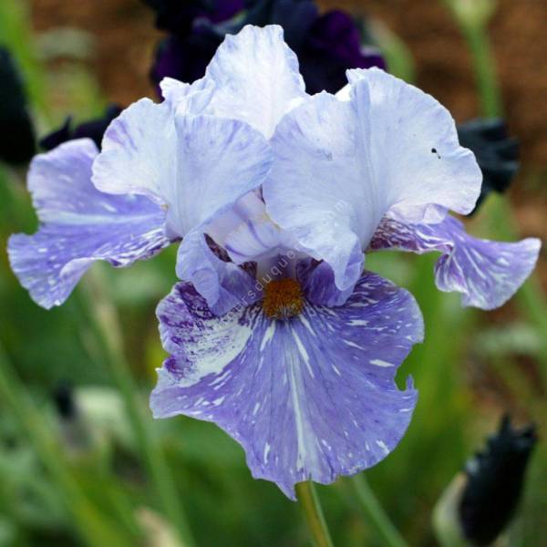 Iris 'Gnu' Iris 'Gnu'