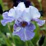 Iris 'Gnu'