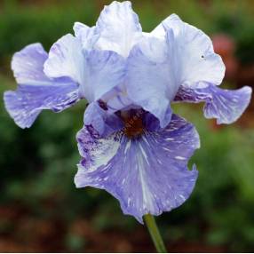 Iris 'Gnu'