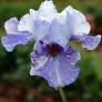 Iris 'Gnu'
