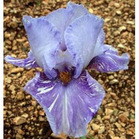 Iris 'Gnu'