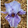 Iris 'Gnu'