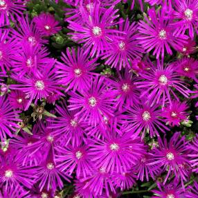 Delosperma cooperi - Pourpier vivace de Cooper