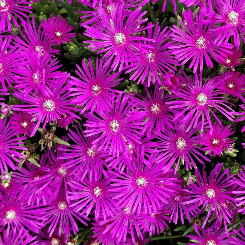 Delosperma cooperi - Pourpier vivace de Cooper