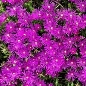 Delosperma cooperi - Pourpier vivace de Cooper