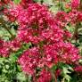 Centranthus ruber 'Coccineus' - Valeriane des murs rouge - Lilas d'Espagne