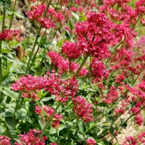 Centranthus ruber 'Coccineus' - Valeriane des murs rouge - Lilas d'Espagne