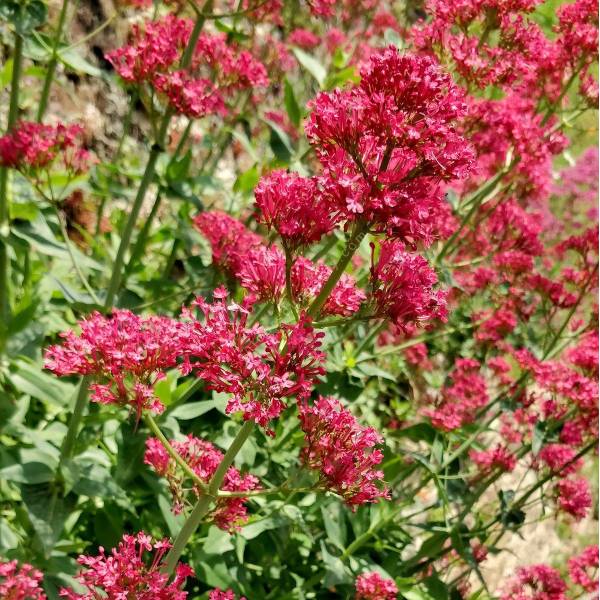 Valeriane des murs à fleur rouge Centranthus ruber 'Coccineus' — free download