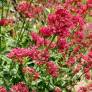 Centranthus ruber 'Coccineus' - Valeriane des murs rouge - Lilas d'Espagne