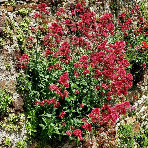 Centranthus ruber 'Coccineus' - Valeriane Des Murs - Lilas d'Espagne
