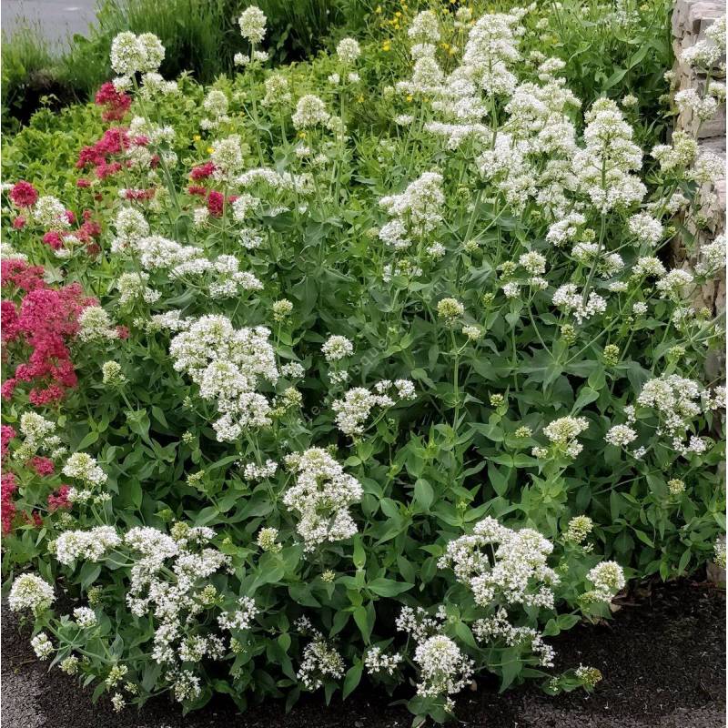 Centranthus ruber 'Albus' - Valeriane des murs blanche - Lilas d 'Espagne