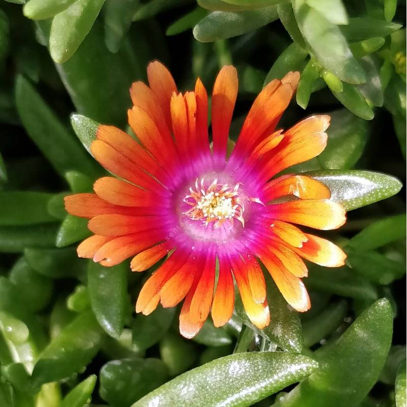 Pourpier vivace orange - Delosperma 'Fileur de Feu'