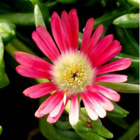 Delosperma 'Montagne Rouge' - Pourpier vivace rouge corail